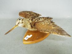 Taxidermy - A Common Snipe (Gallinago gallinago), mounted to oval plaque in flying pose.