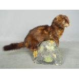 Taxidermy - A European Mink (Mustela lutreola), mounted on naturalistic base,