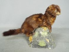 Taxidermy - A European Mink (Mustela lutreola), mounted on naturalistic base,