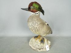 Taxidermy - A taxidermy waterfowl stood on naturalistic base, approximately 35 cm (h).
