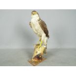 Taxidermy - A Eurasian Sparrowhawk (Accipiter nisus) mounted on branch perch,