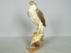 Taxidermy - A Eurasian Sparrowhawk (Accipiter nisus) mounted on branch perch,