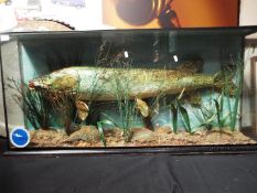 Taxidermy - A 20th century taxidermy pike in glazed and ebonised case with naturalistic setting,
