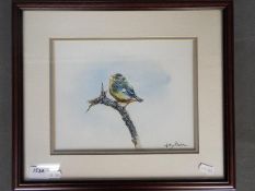 Study of a Blue Tit, gouache, signed lower right by the artist Antony Rhodes,