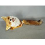 Taxidermy - Red Fox (Vulpes vulpes), mask and tail on shield mount.