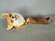 Taxidermy - Red Fox (Vulpes vulpes), mask and tail on shield mount.