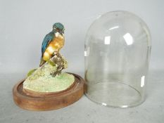Taxidermy - A Common Kingfisher (Alcedo atthis) mounted on naturalistic base under glass dome,