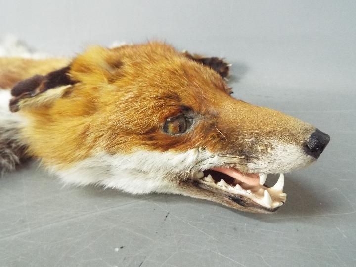 Taxidermy - A Red Fox (Vulpes vulpes) skin rug with green felt trim, - Image 2 of 3