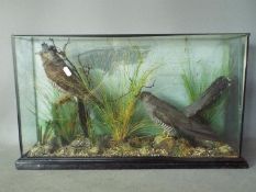 Taxidermy - A glazed display of two birds in naturalistic setting,