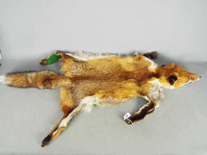 Taxidermy - A Red Fox (Vulpes vulpes) skin rug with green felt trim,