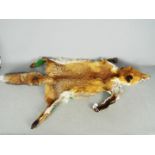 Taxidermy - A Red Fox (Vulpes vulpes) skin rug with green felt trim,