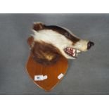 Taxidermy - A badger mask (Meles meles) mounted on shield.