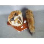 Taxidermy - A Red Fox (Vulpes vulpes) mask and tail on shield mount.