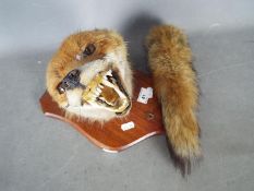 Taxidermy - A Red Fox (Vulpes vulpes) mask and tail on shield mount.