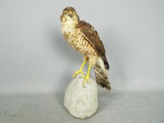 Taxidermy - A Eurasian Sparrowhawk (Accipiter nisus) mounted on branch perch,