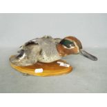 Taxidermy - a Eurasian Teal (Anas crecca), mounted to oval plaque, late 20th century.