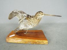 Taxidermy - A Common Snipe (Gallinago gallinago), mounted on base in flying pose,