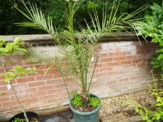 A round green planter containing a Canary Island Date Palm,