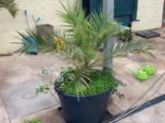 A large round planter containing a Canary Island Date Palm,