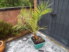 A cuboid planter containing a Canary Island Date Palm,