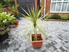 A cuboid planter containing a Yucca plant,