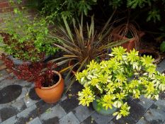 Two stoneware planters and two others containing a variety of plants,