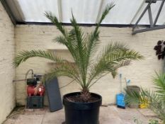 A large round planter containing a Canary Island Date Palm,