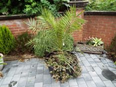 A large round planter containing a Canary Island Date Palm,