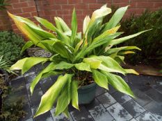 A large round planter containing an Aspidistra Elatior,