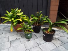 Four Clivia miniata plants (orange flowers),