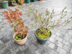 Three planters , each with contents,