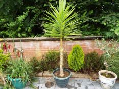 A tall Palm tree approx 210 cm (h) contained in a round green planter