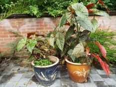 Two stoneware round planters with planted contents,