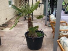 A planter containing an Umbrella Palm,