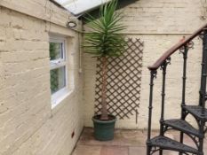 A planter containing a Yucca plant,