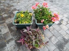 Two cuboid planters and a hanging basket,