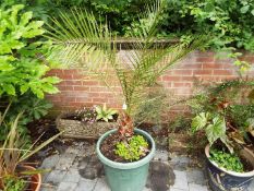 A round green planter containing a Canary Island Date Palm,