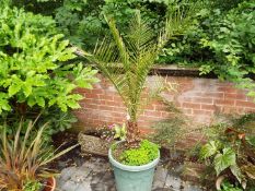 A round green planter containing a Canary Island Date Palm,