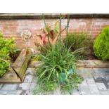 A large round planter containing a mixed selection of plants,