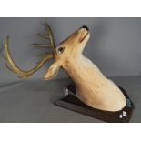 A Buck The Singing Deer animated and musical trophy, with remote,