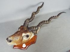 Taxidermy - An Indian Blackbuck (Antilope cervicapra), adult male head on shield mount,