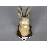 Taxidermy - A taxidermy Mountain hare (Lepus timidus) mask on shield mount.
