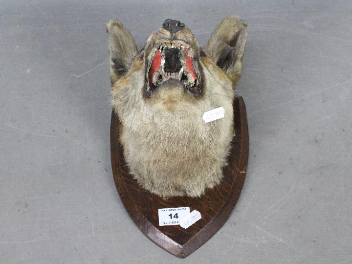 Taxidermy - A taxidermy fox (Vulpes vulpes) mask on shield mount. - Image 3 of 3
