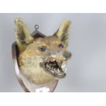 Taxidermy - A taxidermy fox (Vulpes vulpes) mask on shield mount.
