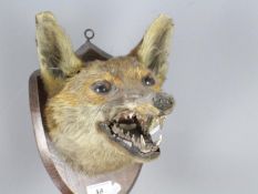 Taxidermy - A taxidermy fox (Vulpes vulpes) mask on shield mount.