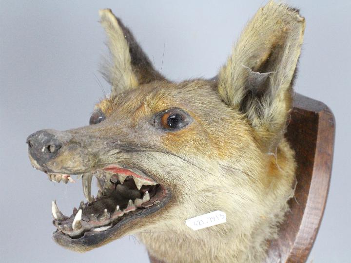 Taxidermy - A taxidermy fox (Vulpes vulpes) mask on shield mount. - Image 2 of 3