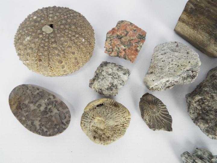 A small collection of fossil samples, mineral samples including one labeled 'Black Granite, - Image 2 of 11