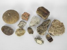 A small collection of fossil samples, mineral samples including one labeled 'Black Granite,