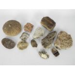 A small collection of fossil samples, mineral samples including one labeled 'Black Granite,