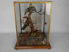 A glazed taxidermy bird display in naturalistic setting, approximately 47 cm x 38 cm x 35 cm.